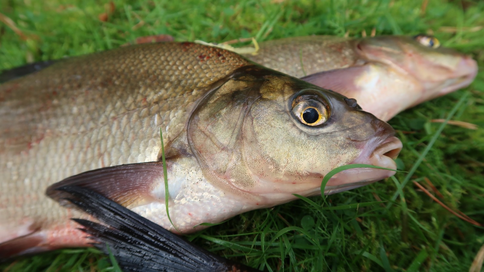 Does Finnish bream bite on domestic bait? - My, Fishing, Feeder, Bream, Finland, Saimaa, Video, Longpost