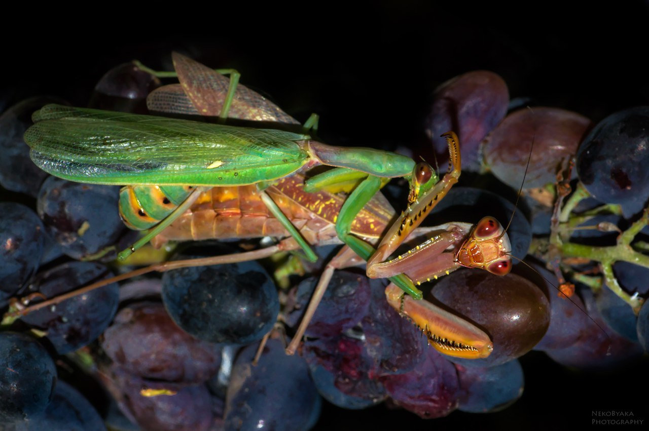 Love in the vineyard - The photo, Mantis, Grape, Pairing