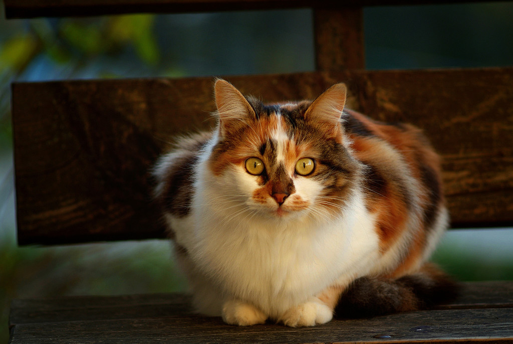 Jupiter-37A and seals - My, The photo, Animals, cat, Jupiter-37, , Fujifilm, 