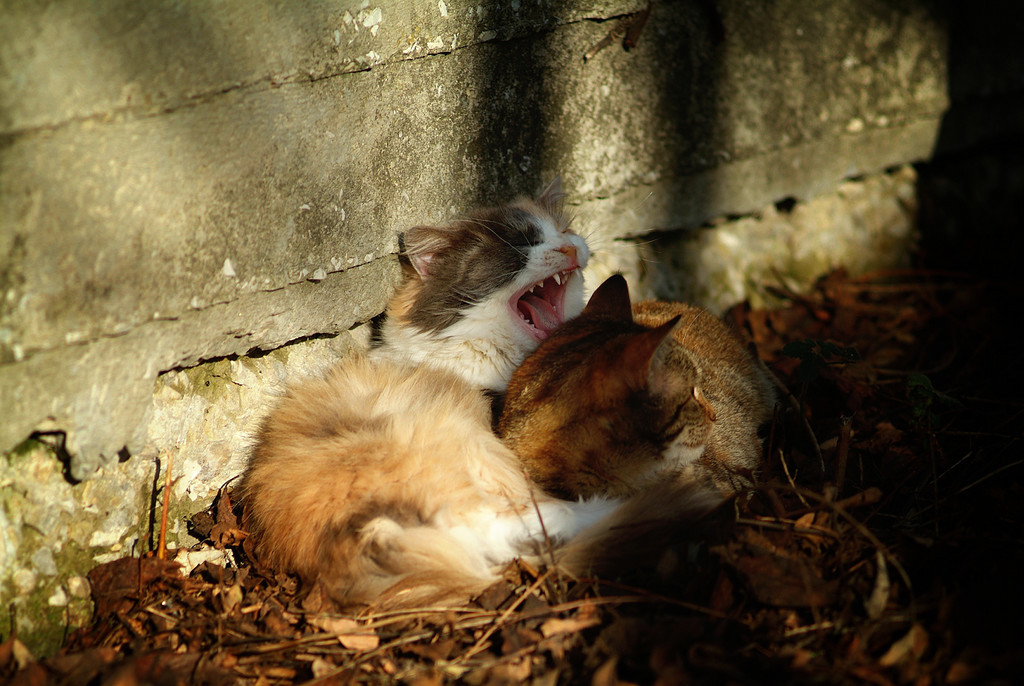 Jupiter-37A and seals - My, The photo, Animals, cat, Jupiter-37, , Fujifilm, 