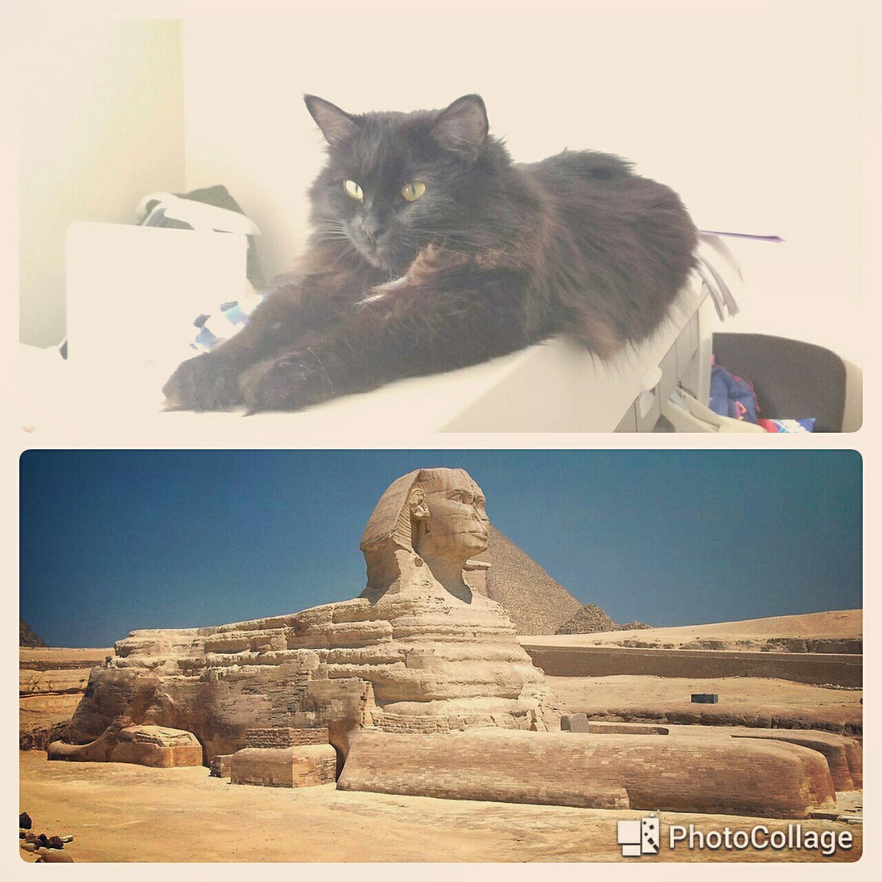 Pyramids are missing - My, cat, Sphinx, Office