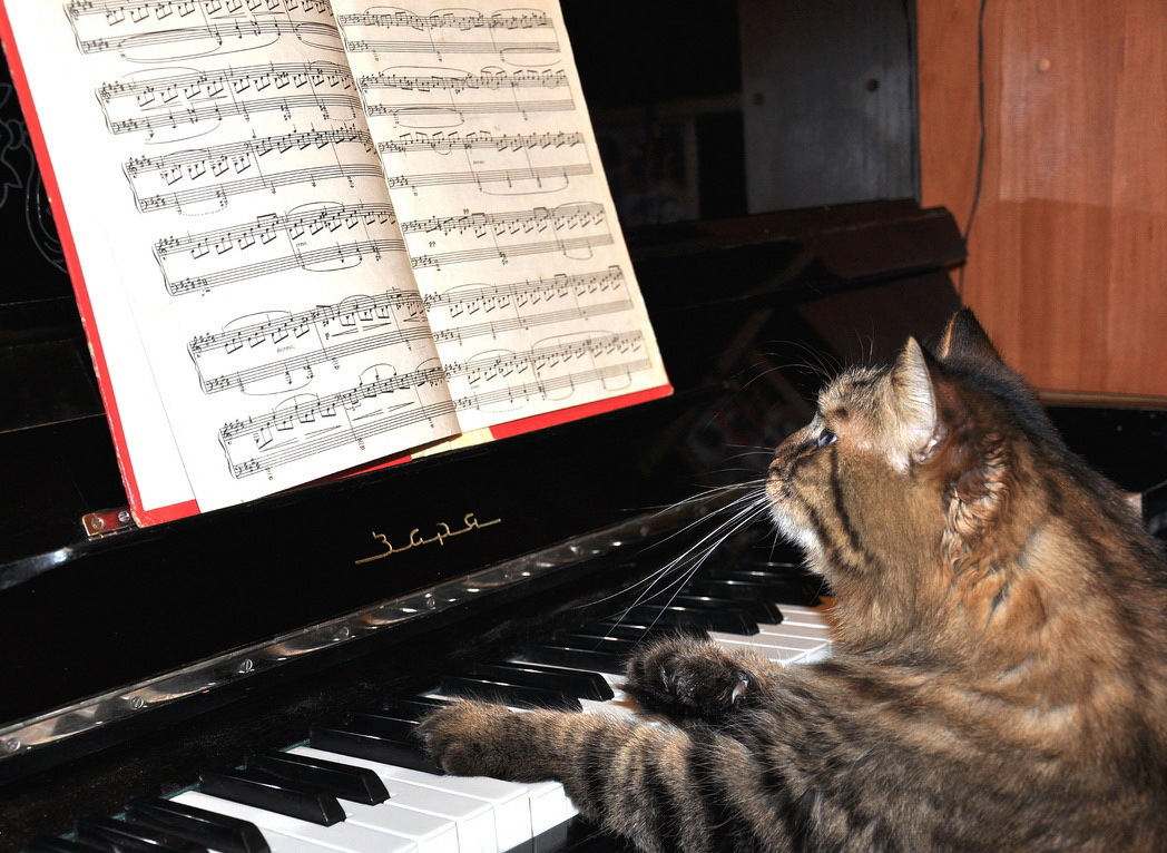 Кота музыкальные инструменты. Кот пианист. Кот на пианино. Кошка на пианино. Кошка за пианино.