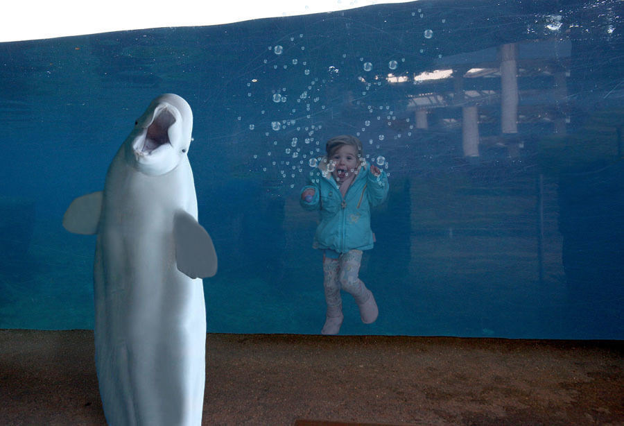 Surprised girl and white whale (fotoebi) - Belukha, Fotozhaba, Tjournal, The photo, Reddit, Longpost