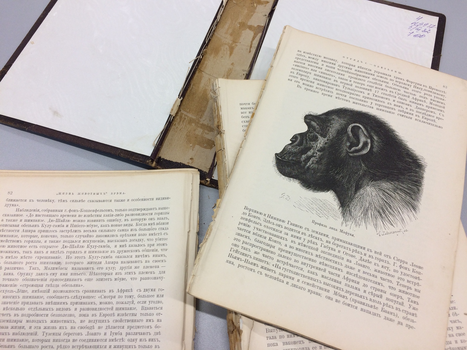 Restoration of Alfred Brehm's 1893 Animal Life - My, Binding, Restoration, Old books, Longpost, With your own hands, Handmade, Needlework with process