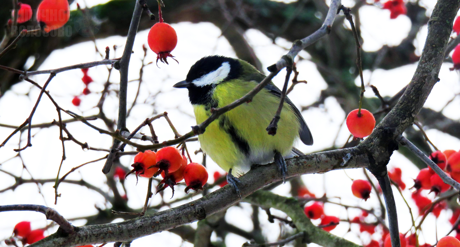 Photo of the Day: Great Tit [Parus major] © Russia, St. Petersburg, Yelagin Island. - My, Birds, Tit, Saint Petersburg, Elagin Island