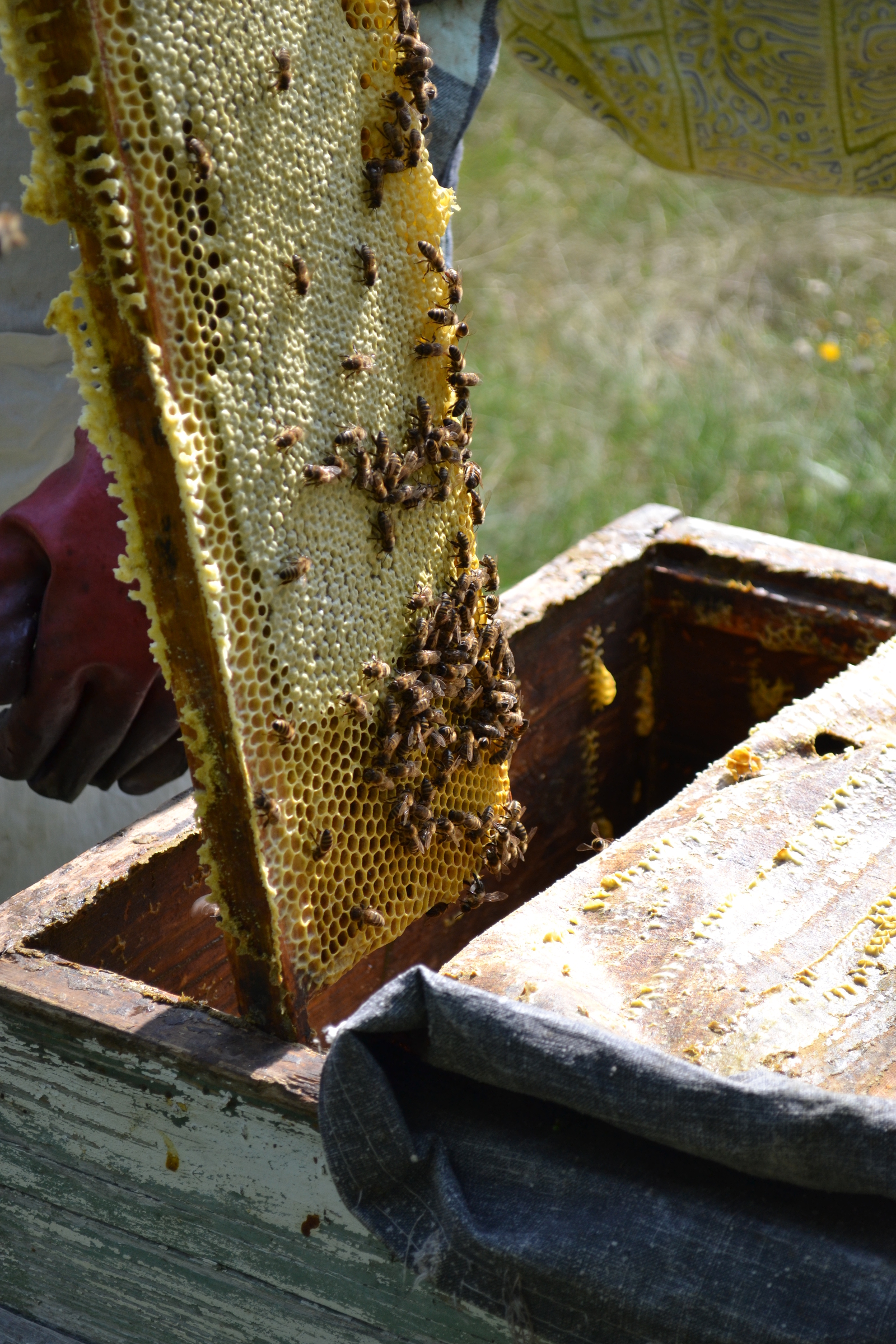 Extraction of honey - My, Honey, Bees, Longpost