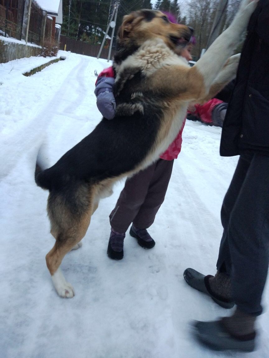 Faithful guard in good hands! Moscow and MO - My, Dog, , In good hands, Helping animals, Found a dog, Help, Longpost