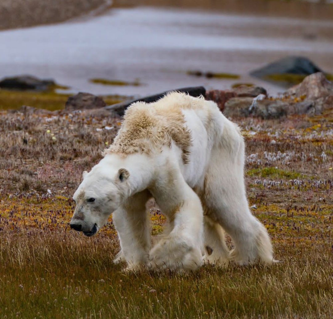 Terrible picture - Nature, Polar bear