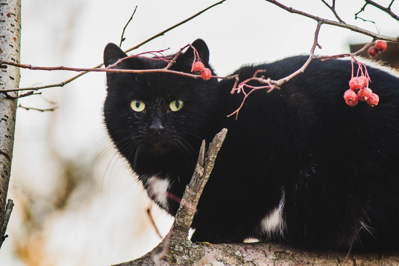 street - My, cat, Animals, The photo, Kazakhstan, Uralsk, Longpost