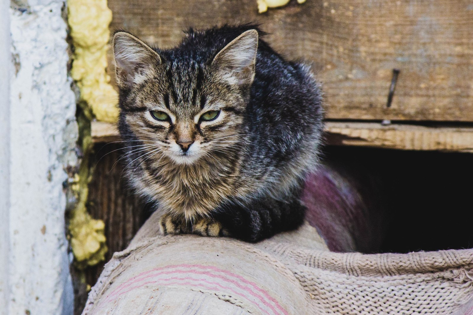 street - My, cat, Animals, The photo, Kazakhstan, Uralsk, Longpost