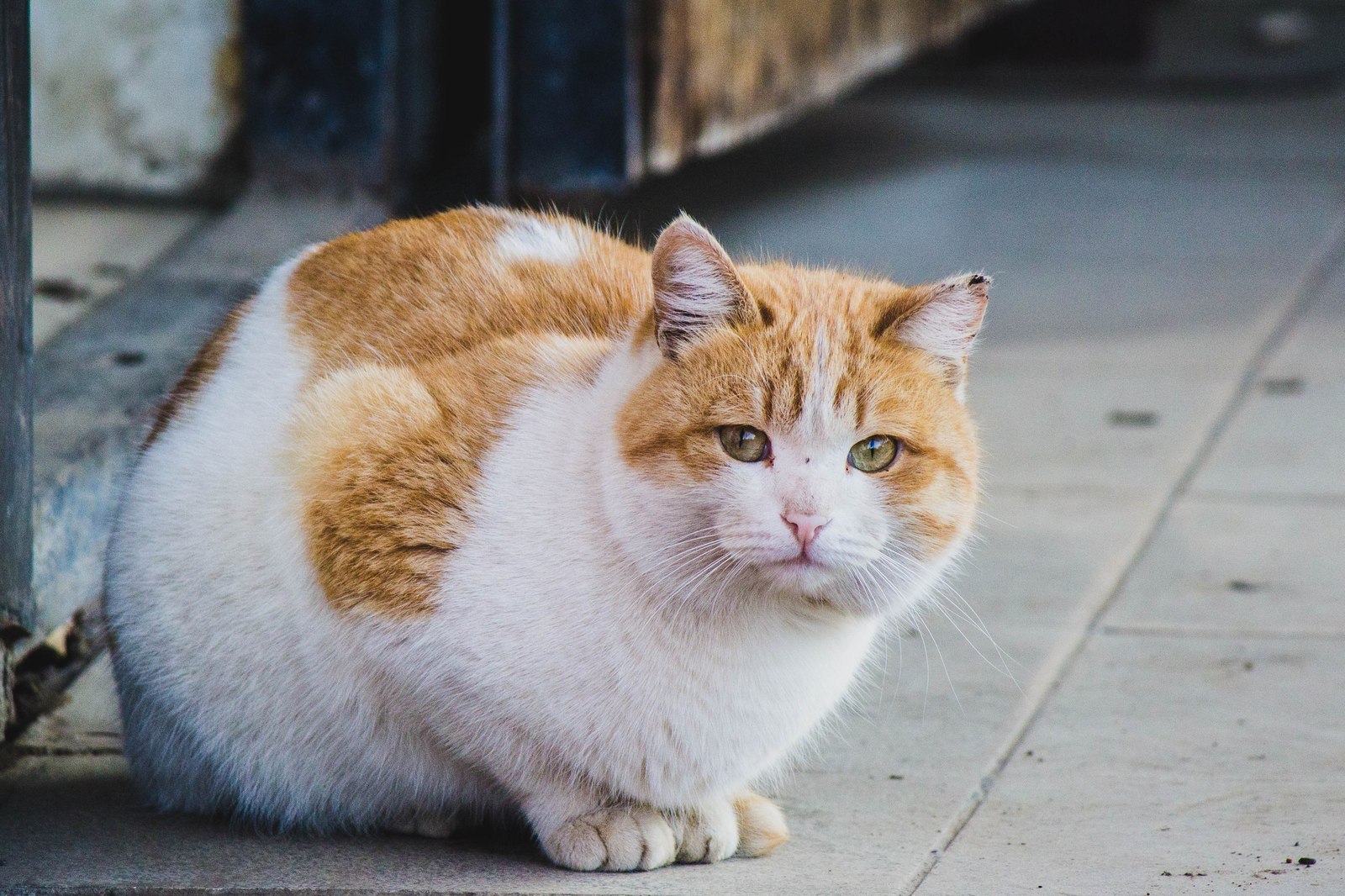 street - My, cat, Animals, The photo, Kazakhstan, Uralsk, Longpost