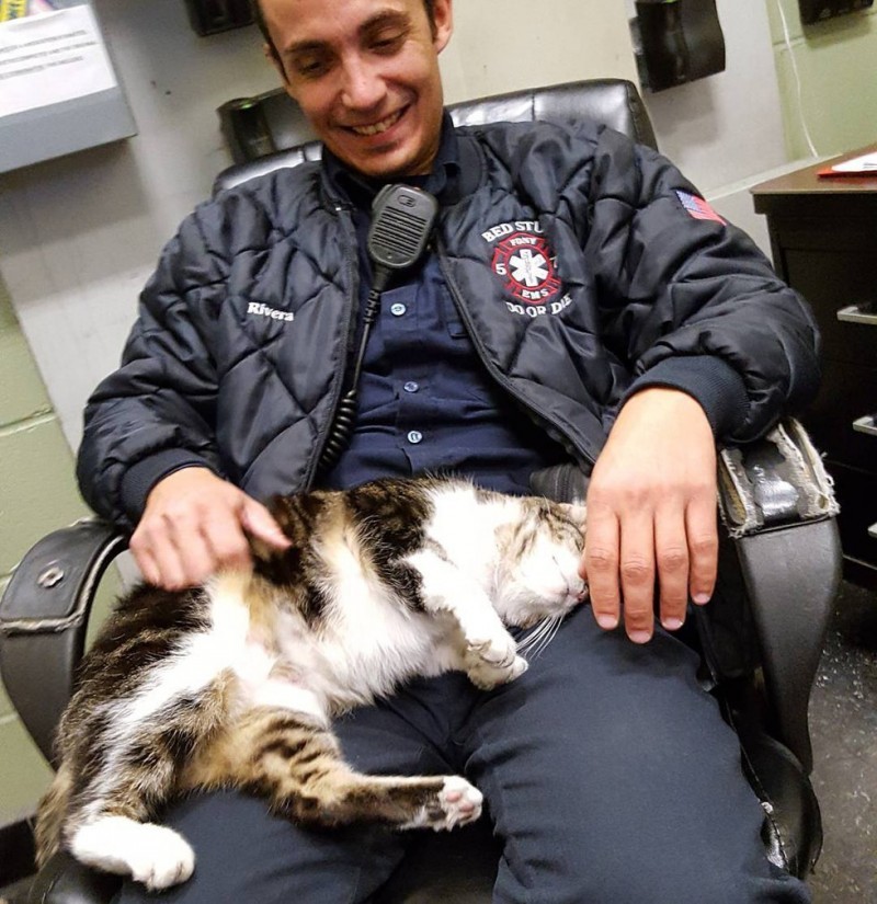 Two years ago, a little white tabby kitten accidentally wandered into New York Fire Station #57. - cat, Firefighters, New York, Longpost