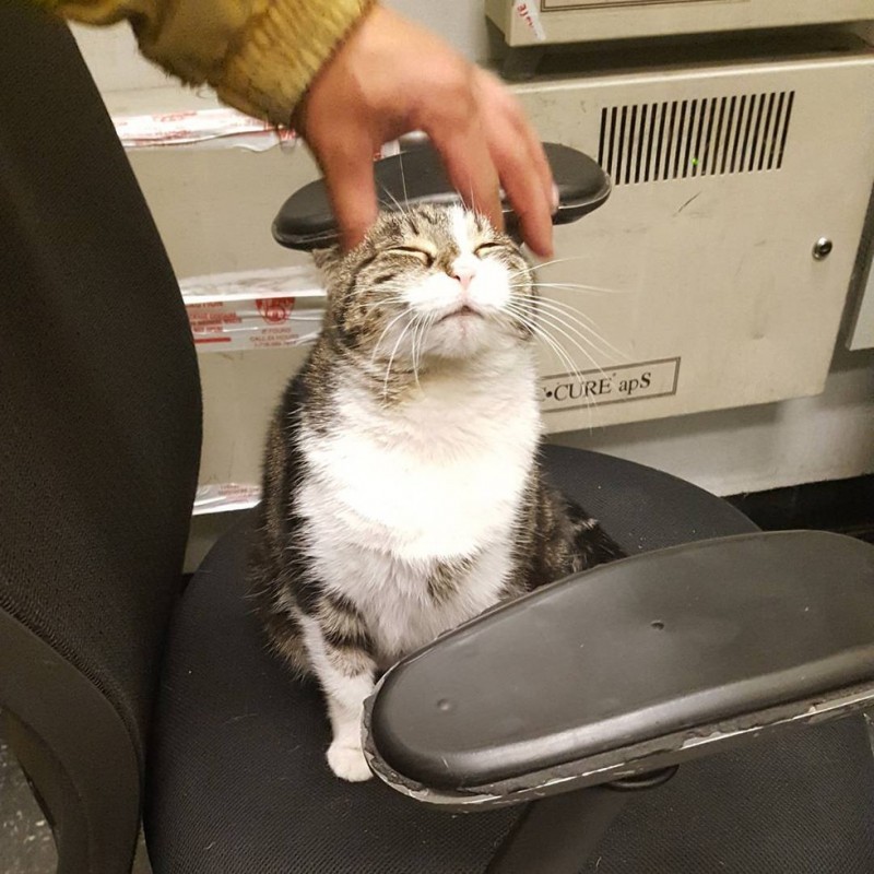 Two years ago, a little white tabby kitten accidentally wandered into New York Fire Station #57. - cat, Firefighters, New York, Longpost