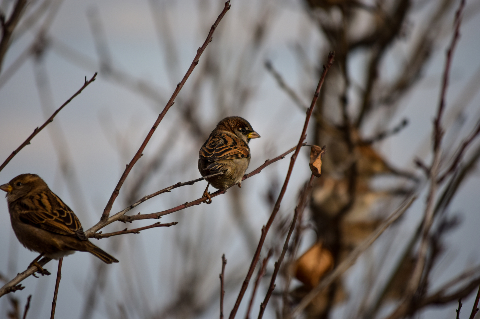 Just a sparrow - My, Winter, New Year