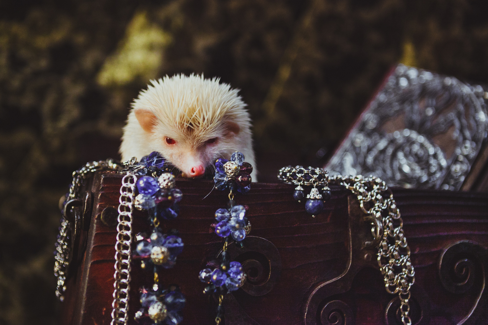 Meatball - My, Hedgehog, Albino, Longpost