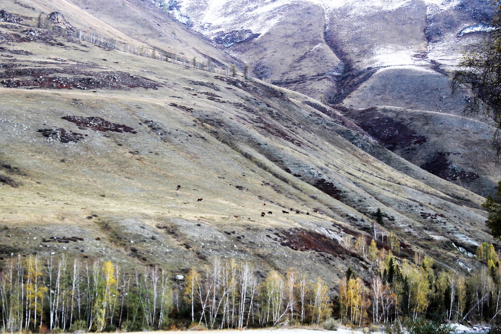 Horses and helicopters. At the foot of Belukha - Part 3 - My, Mountain Altai, Travels, Horseback riding, Helicopter, The photo, Longpost, On a note, The nature of Russia, Altai Republic