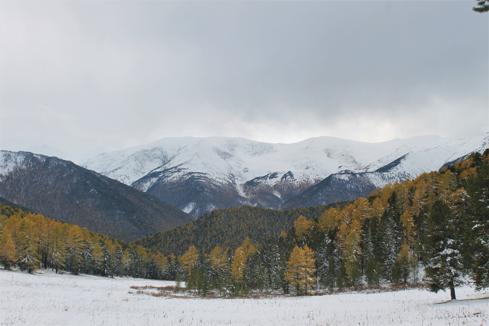 Horses and helicopters. At the foot of Belukha - Part 3 - My, Mountain Altai, Travels, Horseback riding, Helicopter, The photo, Longpost, On a note, The nature of Russia, Altai Republic