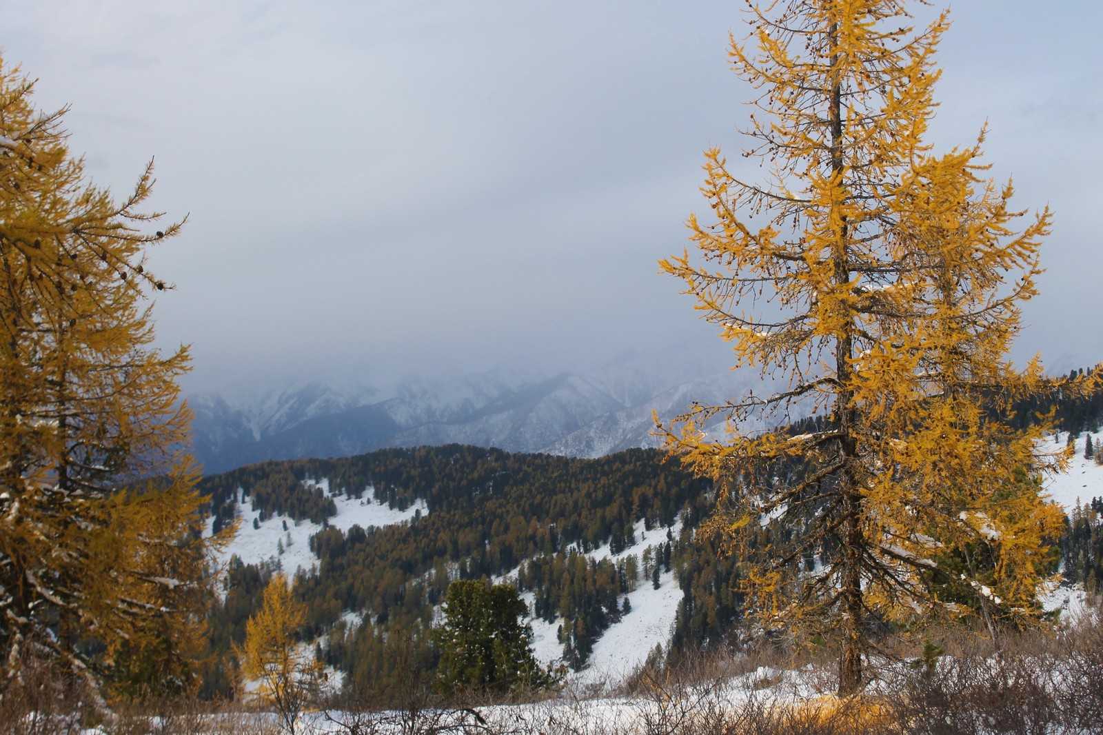 Horses and helicopters. At the foot of Belukha - Part 3 - My, Mountain Altai, Travels, Horseback riding, Helicopter, The photo, Longpost, On a note, The nature of Russia, Altai Republic