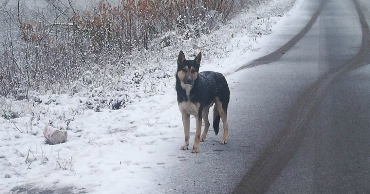 He looked hopefully at the passing cars... The dog desperately waited for the owners who had betrayed him, and now he is learning to believe again... - Dog, Mordovia, Saransk, Help, Longpost, Helping animals