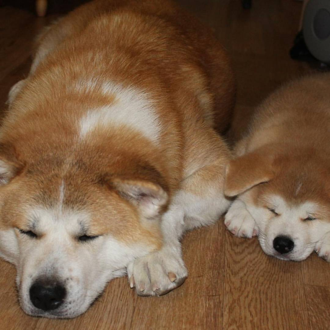 Father and son - Dog, Puppies, Not mine, Milota