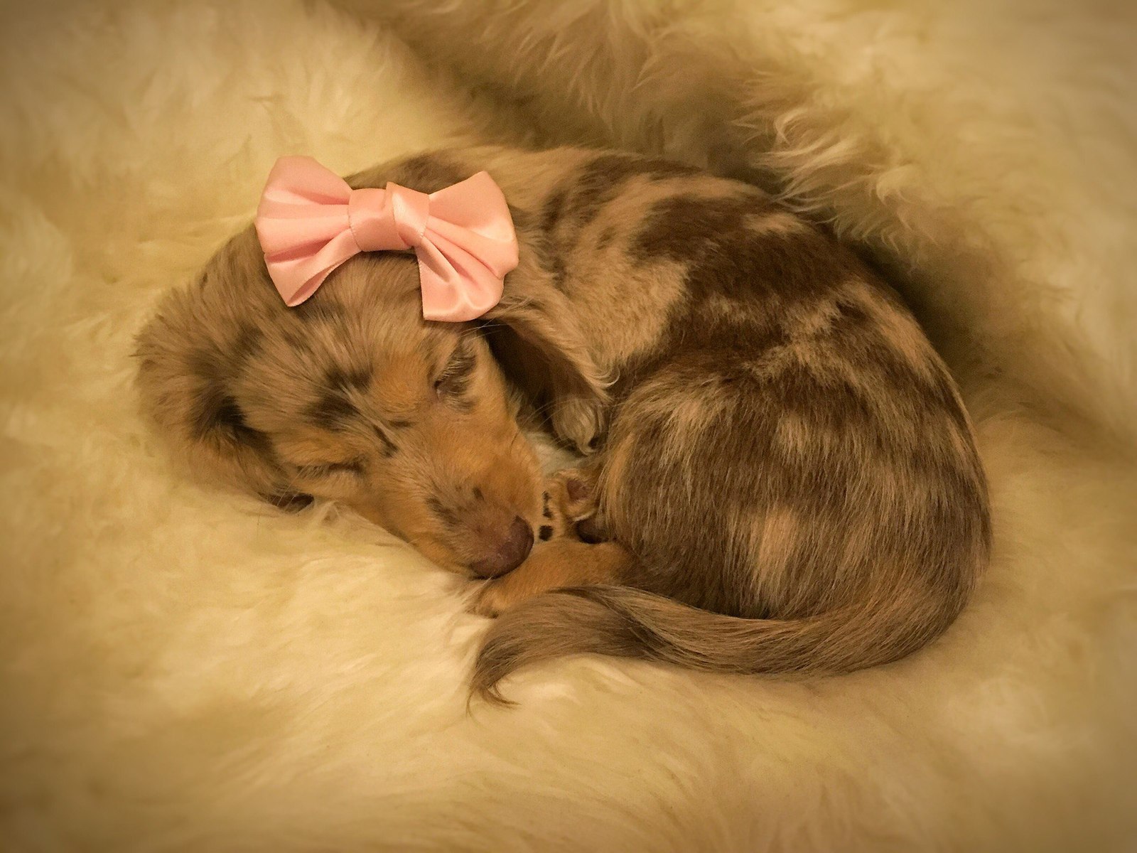 My little Dina - My, Dachshund, Marble dachshund, Dog, Puppies, Longpost