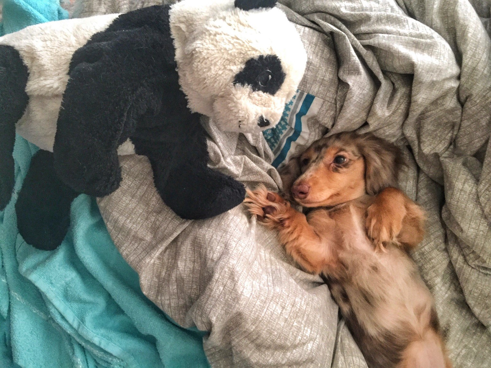 My little Dina - My, Dachshund, Marble dachshund, Dog, Puppies, Longpost