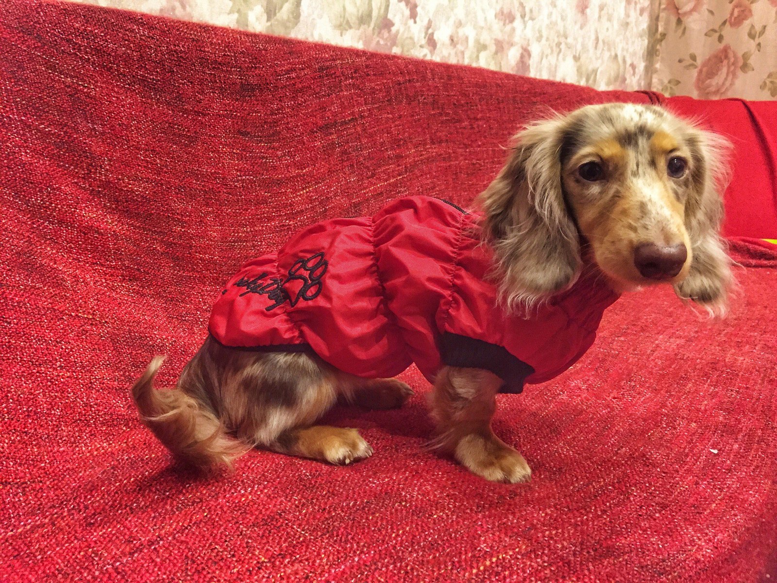 My little Dina - My, Dachshund, Marble dachshund, Dog, Puppies, Longpost