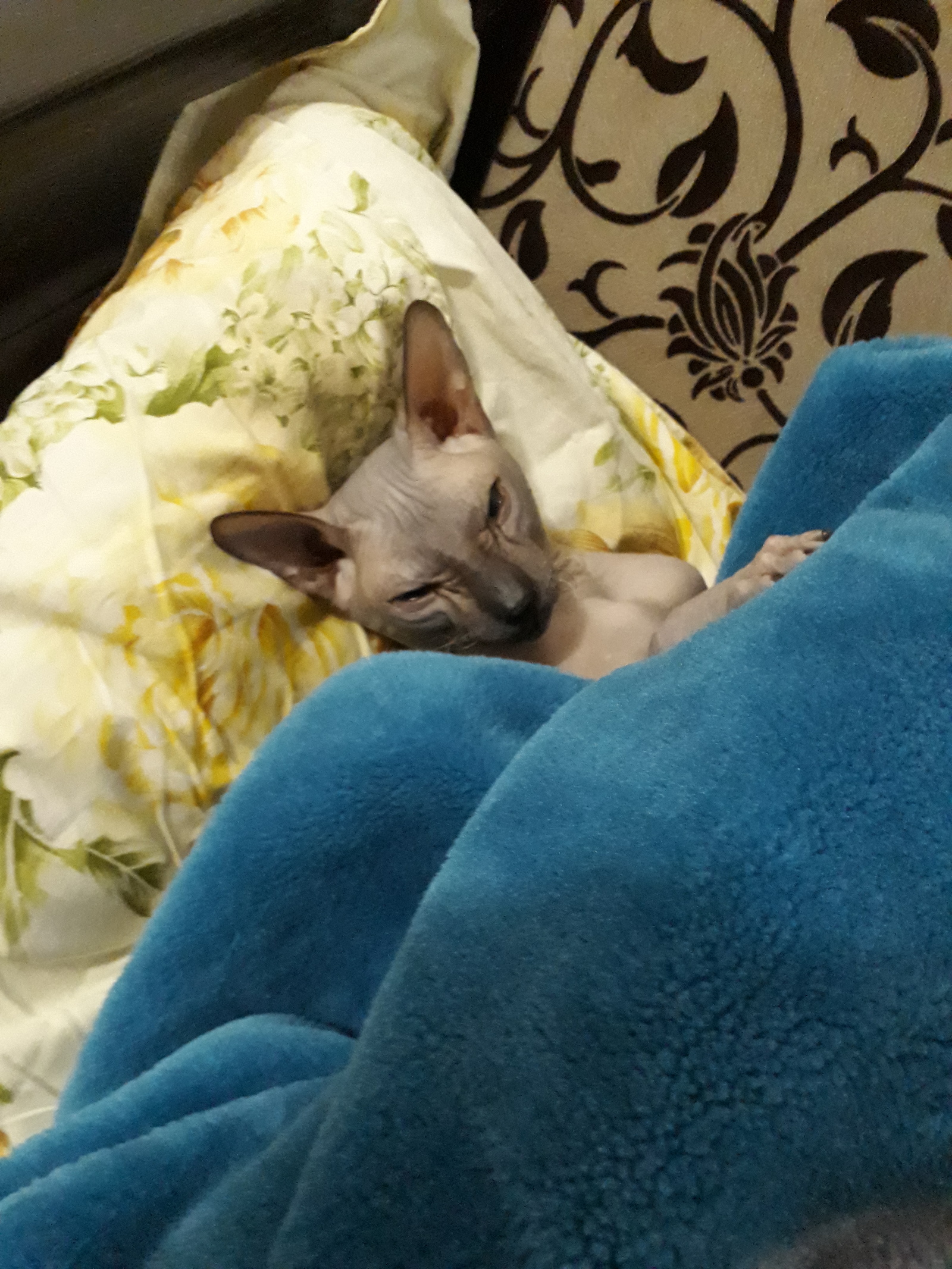 The cat's son was tired and lay down to rest - My, Fatigue, cat, Don Sphynx, Longpost