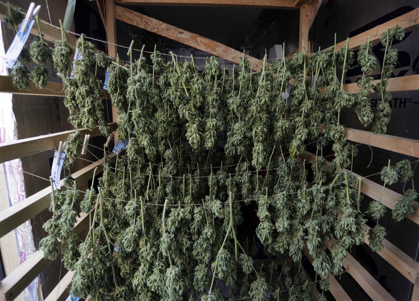 как я выращивал марихуану