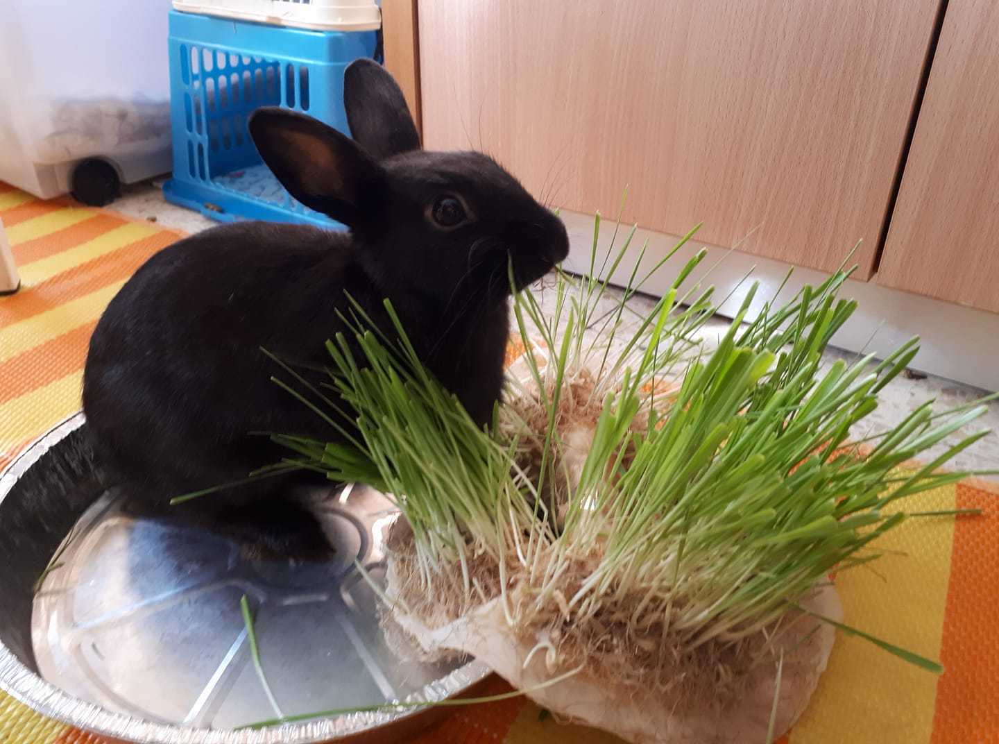 Shyama was given breakfast - My, Pets, Rabbit, , Video