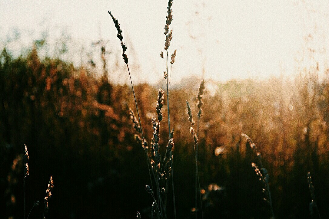 Late fall - My, Omutninsk, Town, Nature, The sun, Field, Nikon d3100, Longpost