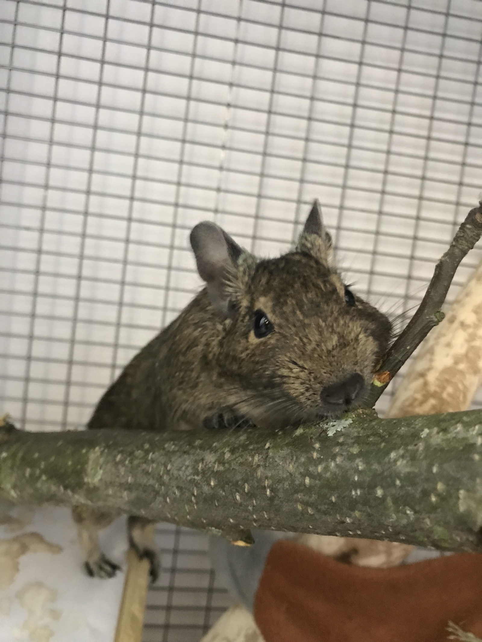 Two BEAUTIFUL degus in good hands. Moscow - My, Degu, In good hands, , , , Is free, Longpost