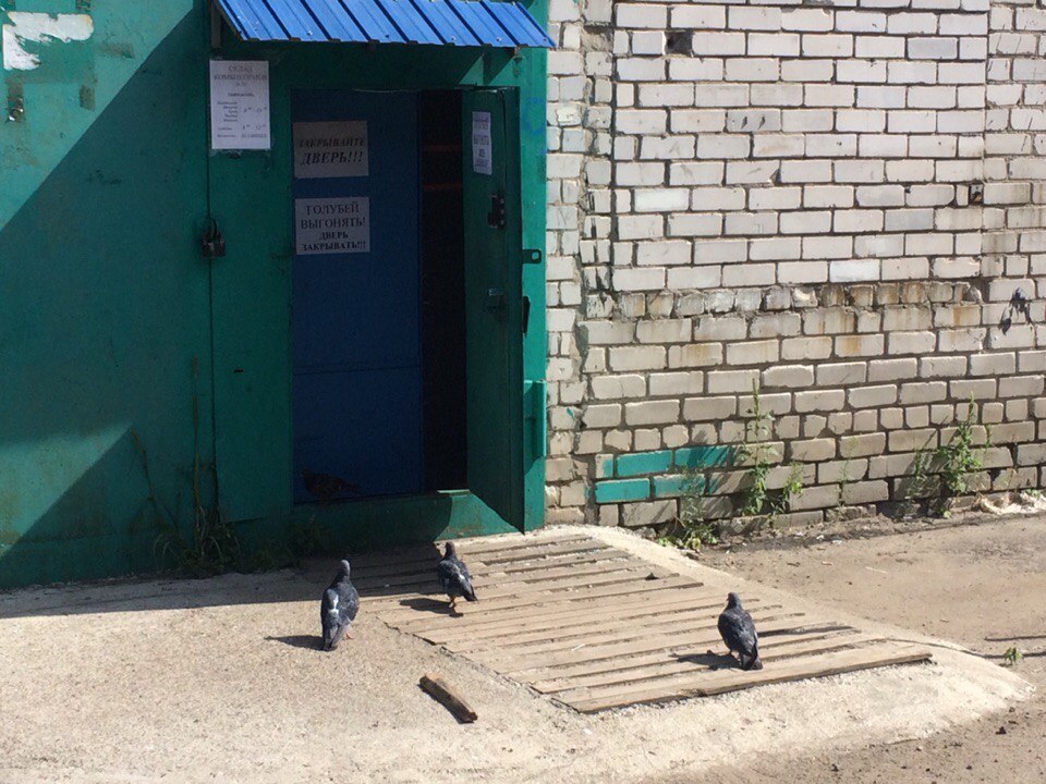 impudent pigeons - Pigeon, Door, Not mine, Longpost