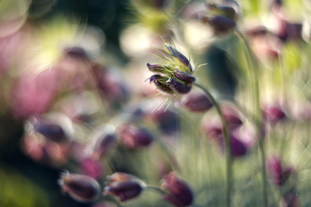 Sleep-grass, or the story of the life of one flower - My, Spring, Dream herb, Lumbago, Snowdrops, My, Canon, Manuals, Longpost, Snowdrops flowers