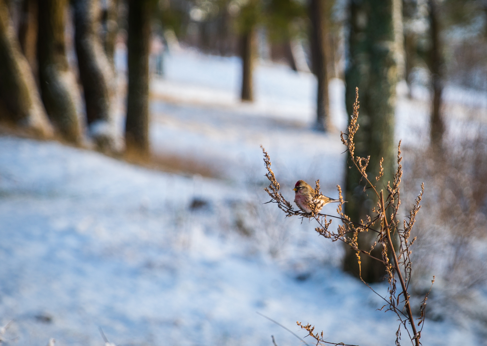 The Gulf of Finland - My, Leningrad region, The Gulf of Finland, Ushkovo, Canon 24-70, Longpost