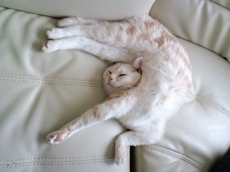 Twenty-five Proofs That Cats Can Sleep Anywhere! - cat, The photo, Longpost, Humor, Joke, Dog, Milota