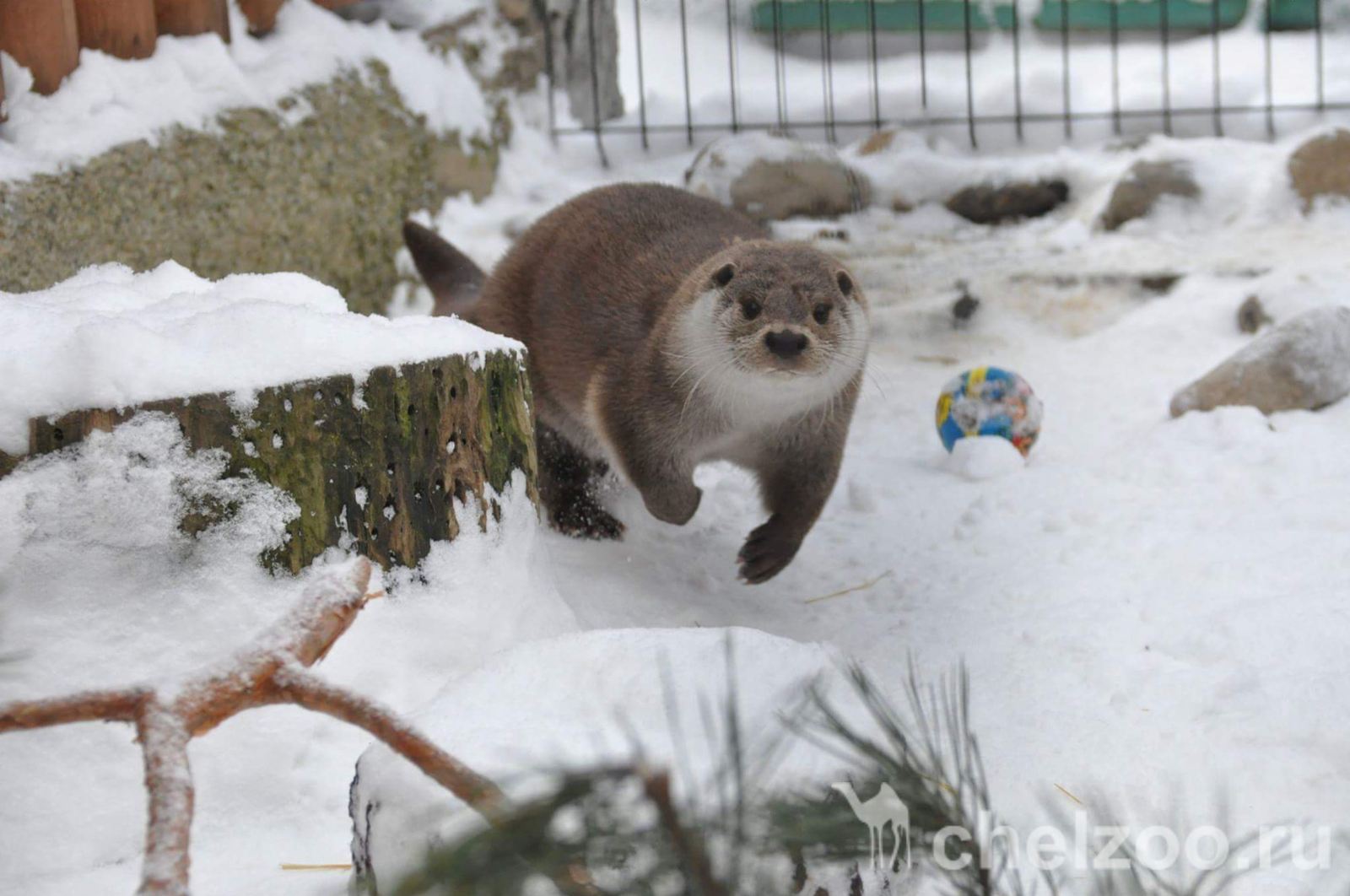 Meet Otter Ivan Luther Vzhik - My, Zoo, Chelyabinsk Zoo, Animals, Video, Otter, , Text, Longpost