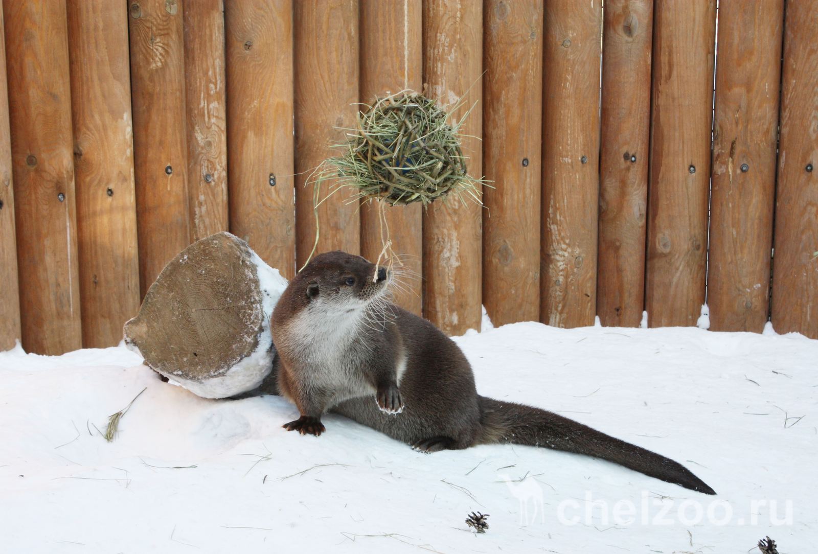 Meet Otter Ivan Luther Vzhik - My, Zoo, Chelyabinsk Zoo, Animals, Video, Otter, , Text, Longpost