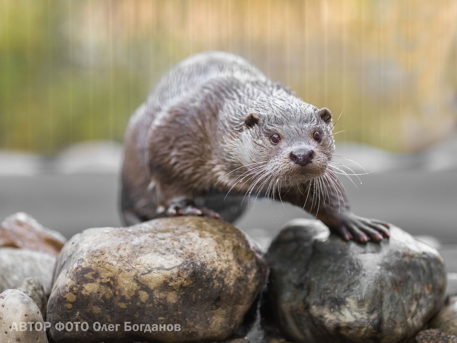 Meet Otter Ivan Luther Vzhik - My, Zoo, Chelyabinsk Zoo, Animals, Video, Otter, , Text, Longpost