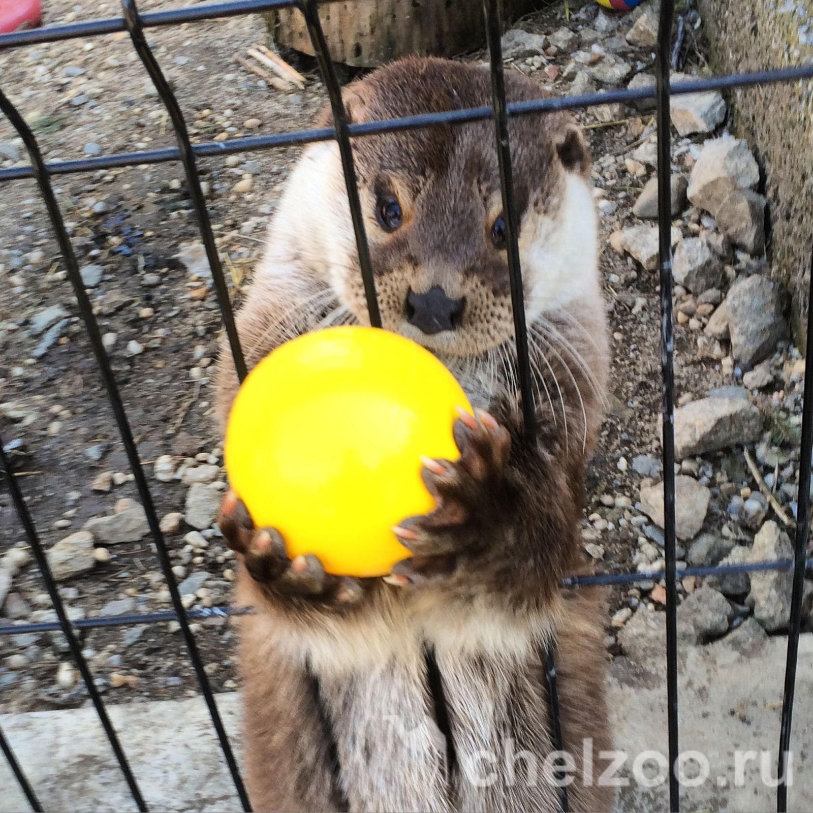 Meet Otter Ivan Luther Vzhik - My, Zoo, Chelyabinsk Zoo, Animals, Video, Otter, , Text, Longpost