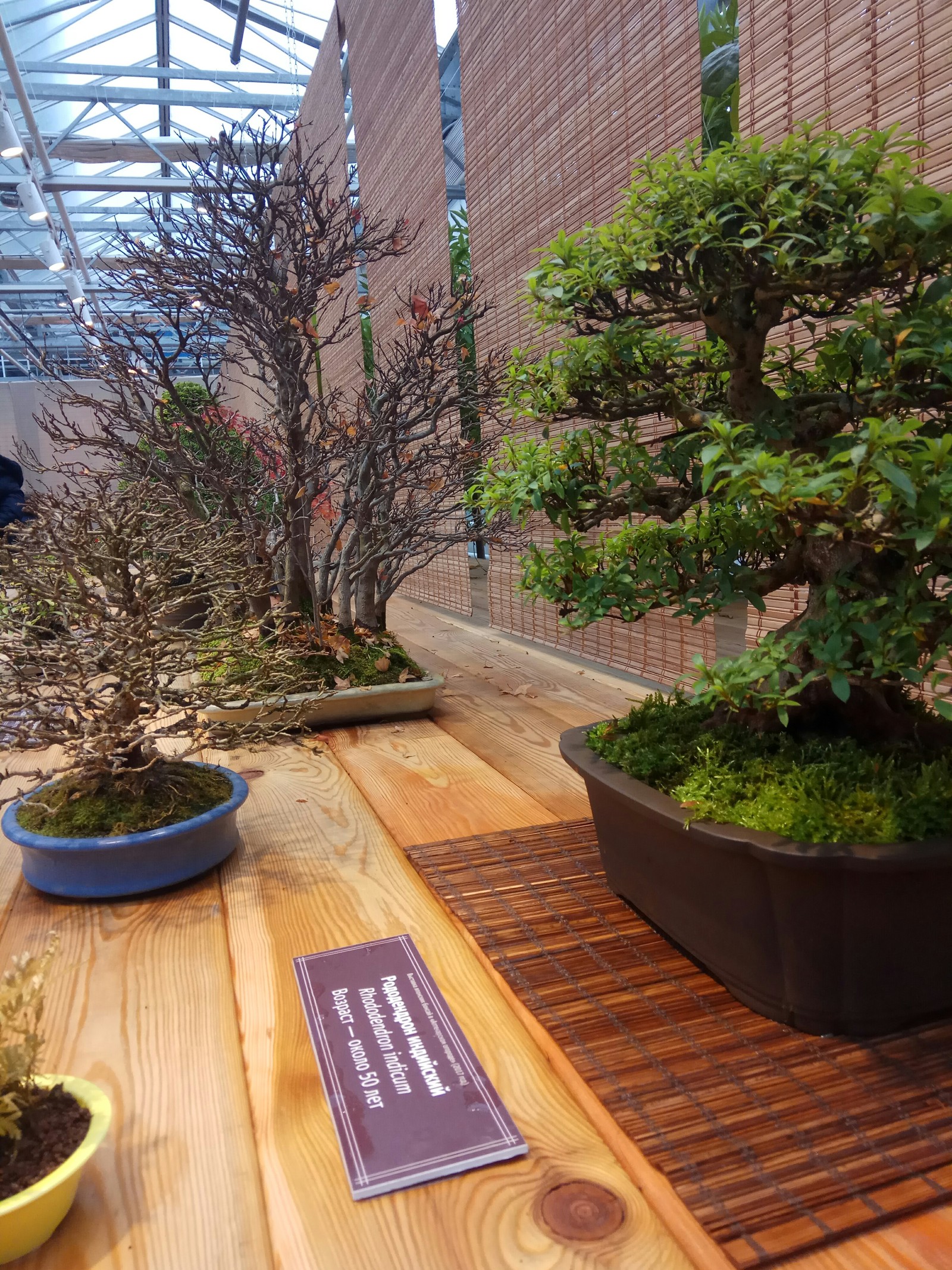 Exhibition Bonsai in Aptekarsky Ogorod - Bonsai, , Exhibition, Moscow, Longpost