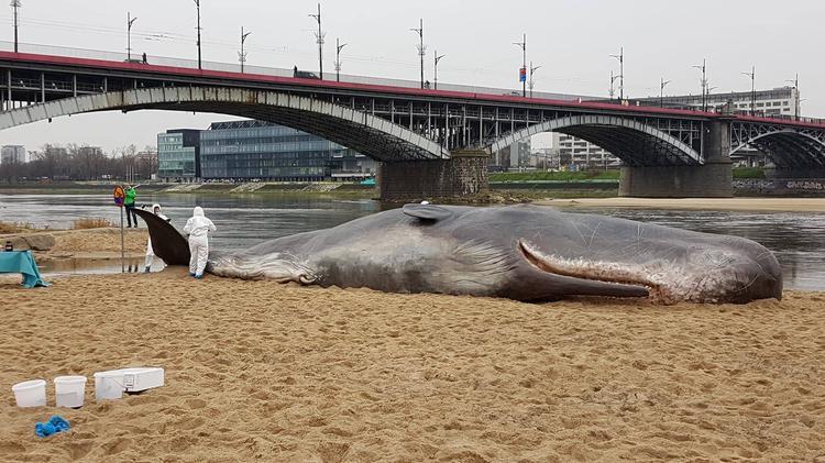 In the capital of Poland, a whale was thrown onto the river bank ... - Whale, Sea, Ocean, River, Environmental pollution, Warsaw, Poland, People