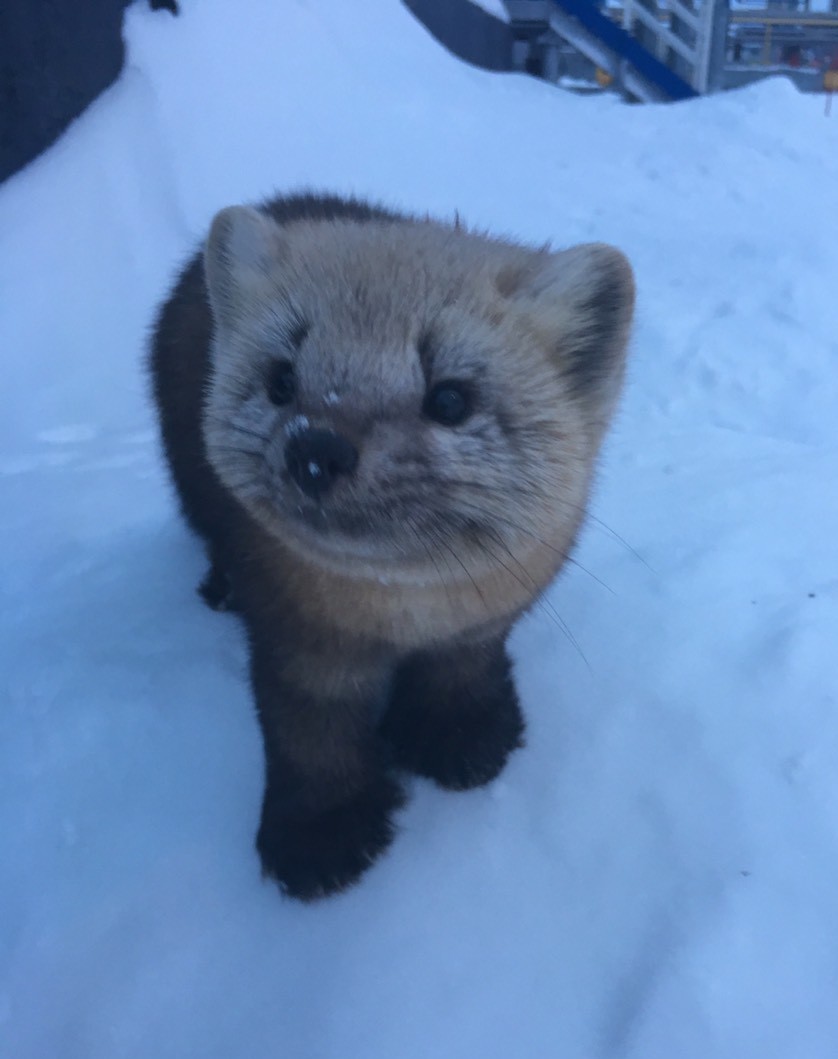 Such a photogenic type came to us at the GTP!) - My, Far North, Animals, Longpost