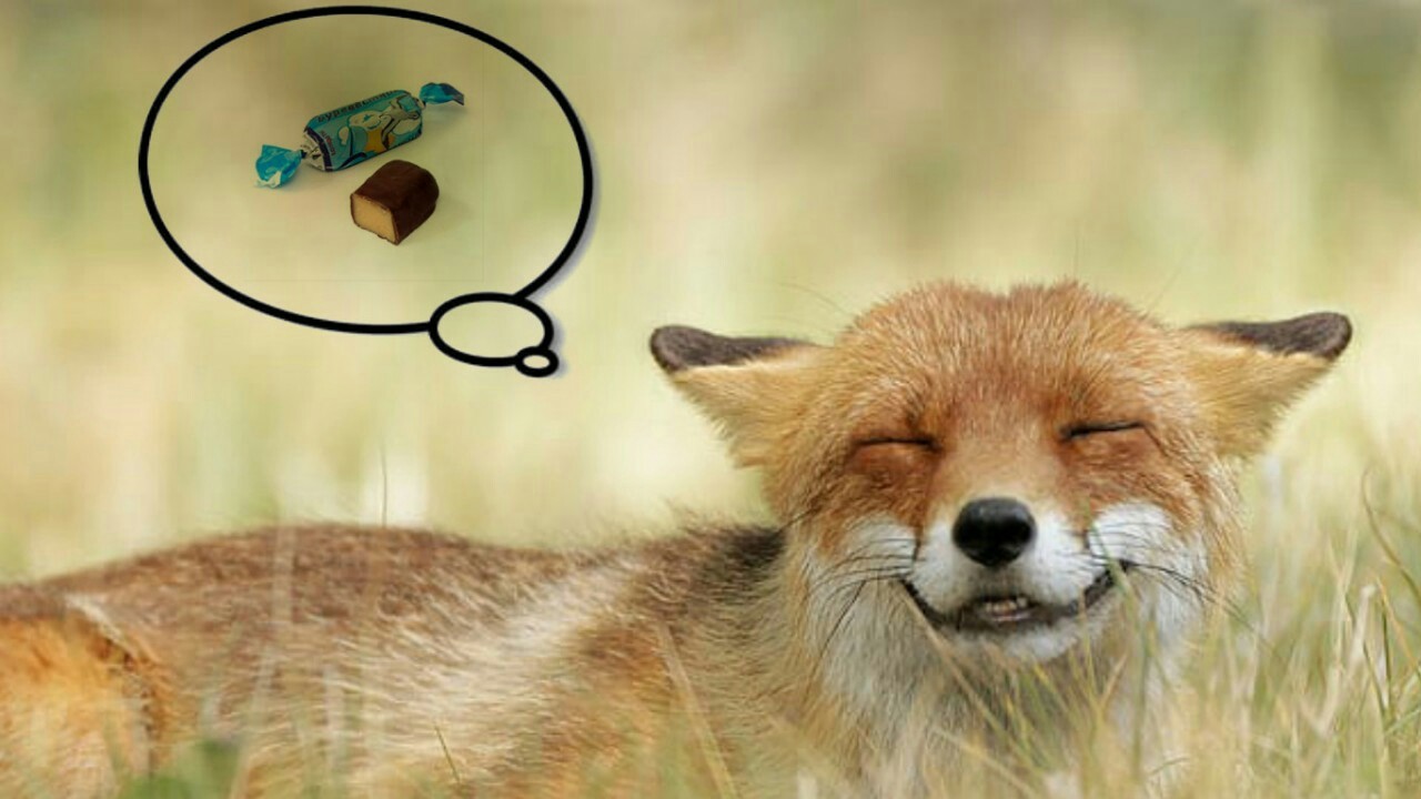 About meeting a non-domestic animal (Part 2) - My, Domestic fox, Animals, Longpost