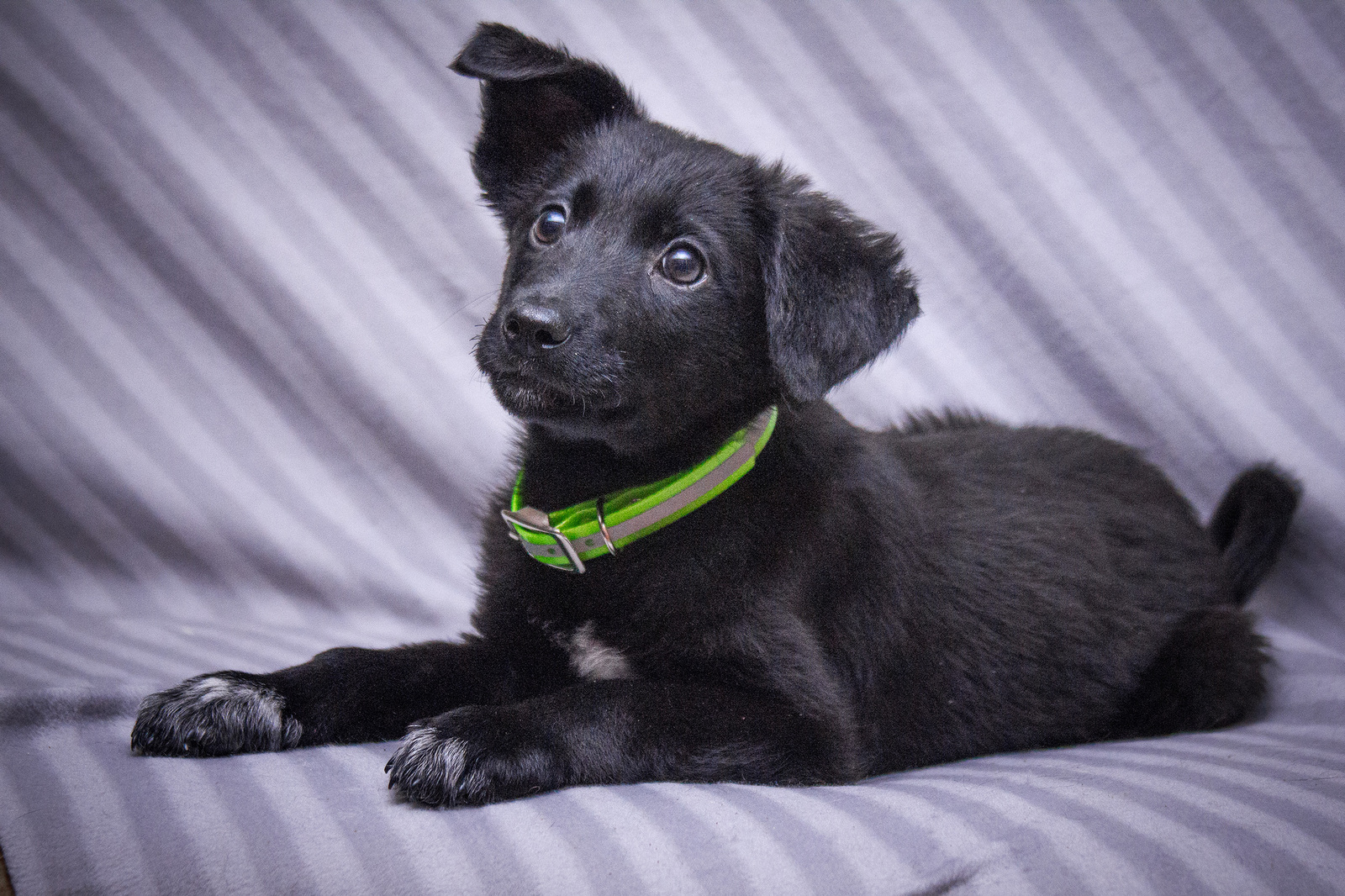 Malyushka is waiting for her mompas - My, , Looking for a home, take a friend, In good hands, Puppies, Dog, Longpost