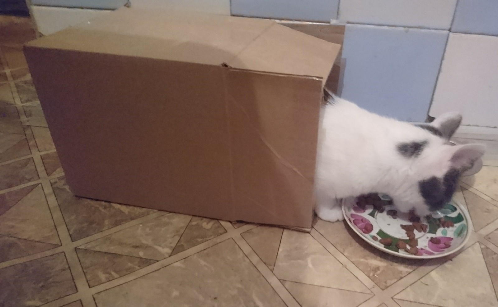 When you don't want to leave the box, but you want to eat) - My, cat, Box, Moore