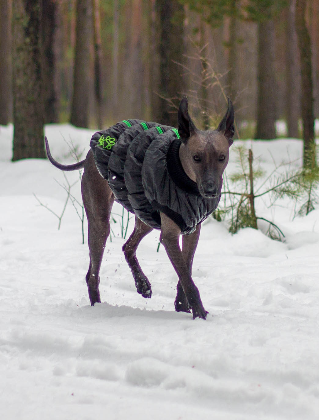 winter clothes - My, Dog, Animals, Longpost, Mexican Naked, Xoloitzcuintli