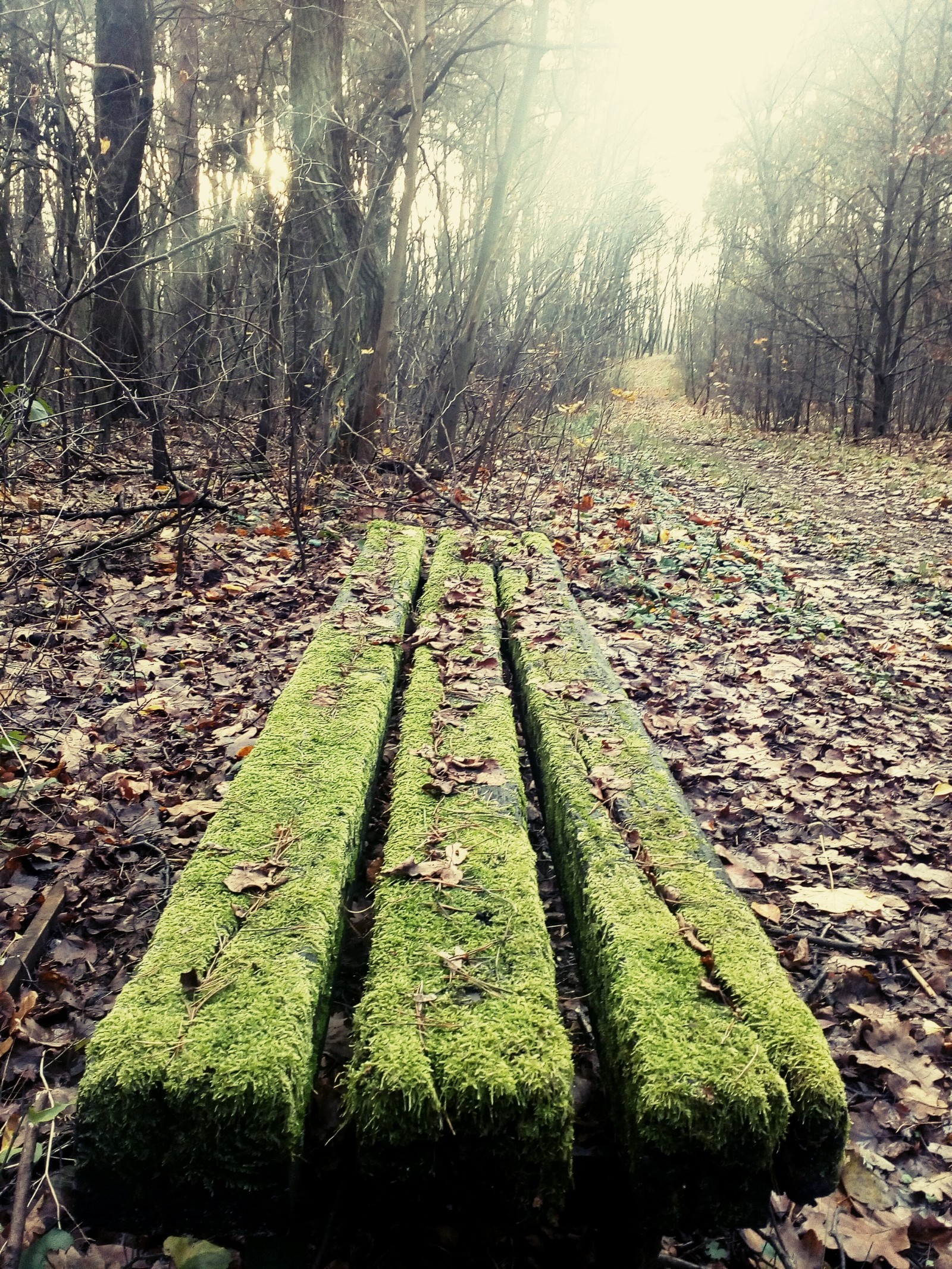 Golchinskiy forest in autumn. Poznan - My, Moss, Benches, , , Walk in the woods, Poznan