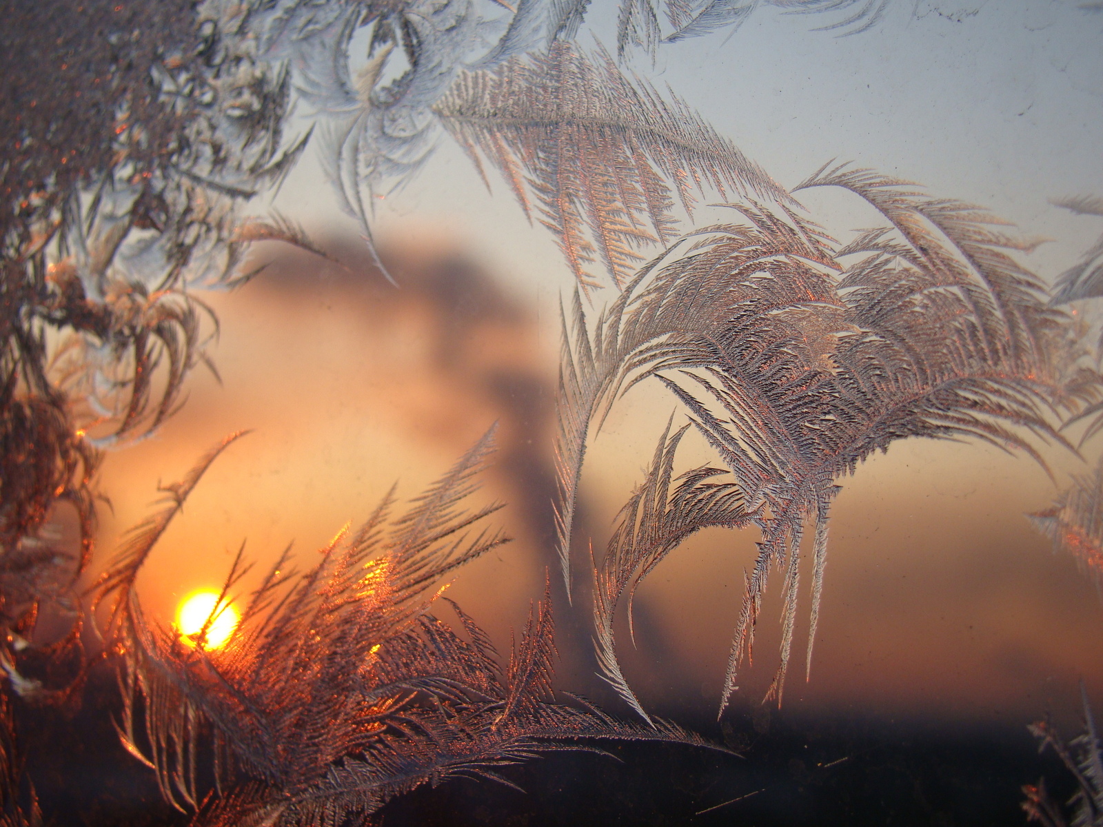 This is such a miracle, I saw it on my window in the morning! - Patterns on the window, Winter, Morning