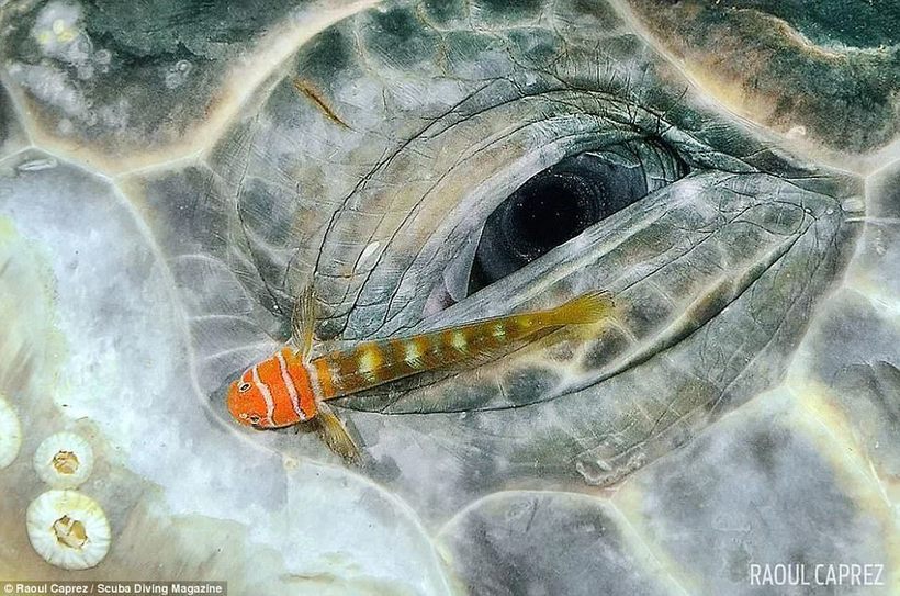 10 Amazing Scuba Diving Magazine Winning Underwater Photography Contest Winners - The photo, Diving, Longpost